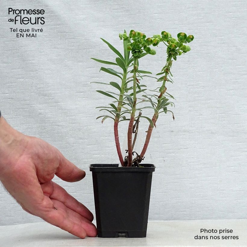 Euforbio mediterráneo Blue Wonder - Euphorbia characias Maceta de 8/9 cm Ejemplar entregado en la primavera