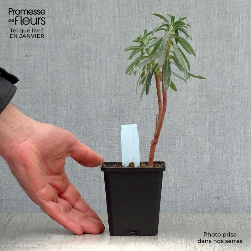 Euforbio mediterráneo Blue Wonder - Euphorbia characias Maceta de 8/9 cm Ejemplar entregado en invierno
