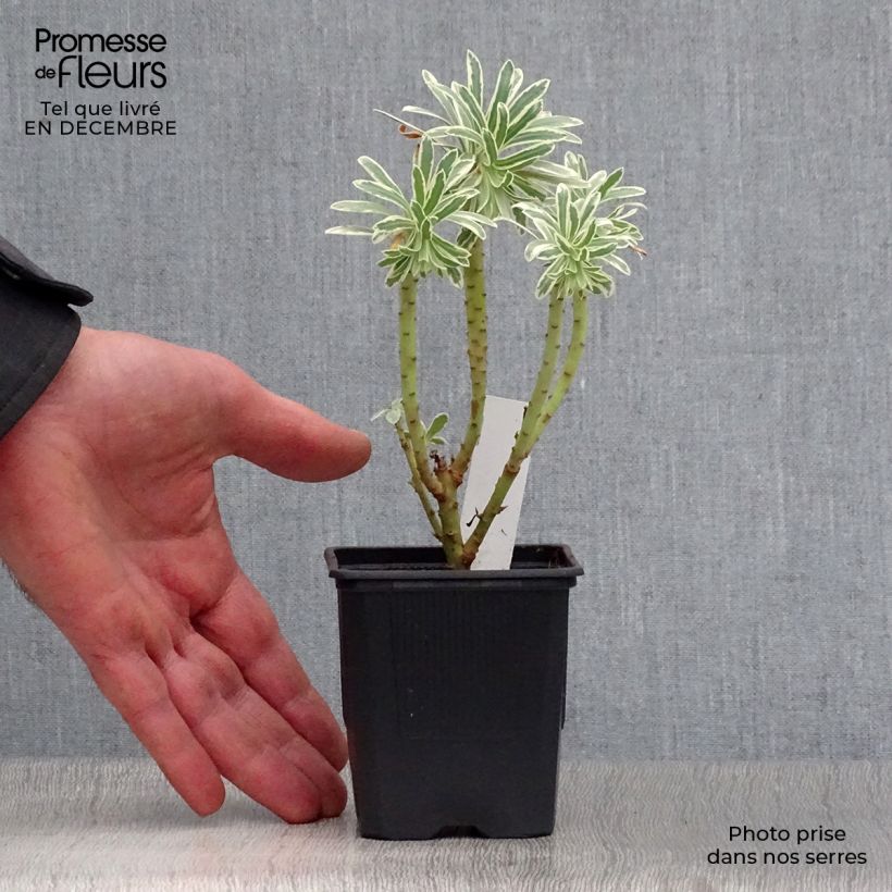 Euforbio mediterráneo Glacier Blue - Euphorbia characias Maceta de 8/9 cm Ejemplar entregado en invierno