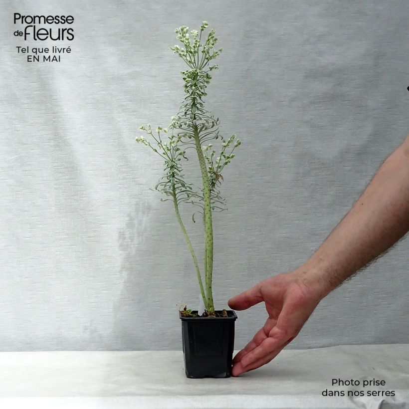 Euforbio mediterráneo Glacier Blue - Euphorbia characias Maceta de 8/9 cm Ejemplar entregado en la primavera