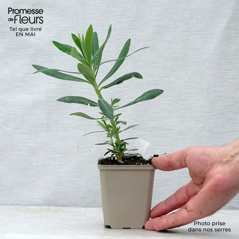 Euforbio mediterráneo Humpty Dumpty - Euphorbia characias Maceta de 8/9 cm Ejemplar entregado en la primavera