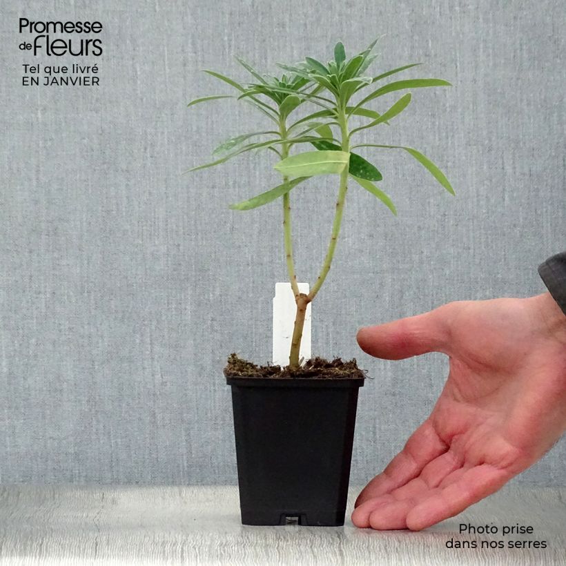 Euforbio mediterráneo Humpty Dumpty - Euphorbia characias Maceta de 8/9 cm Ejemplar entregado en invierno