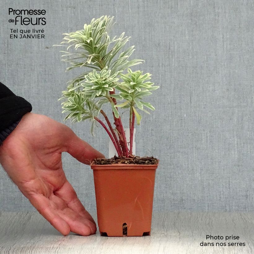 Euforbio mediterráneo Wilcott - Euphorbia characias Maceta de 8/9 cm Ejemplar entregado en invierno