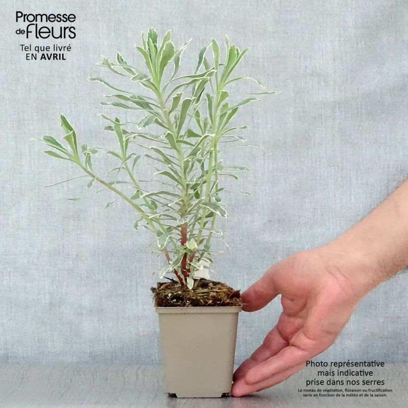 Euforbio mediterráneo Wilcott - Euphorbia characias Maceta de 8/9 cm Ejemplar entregado en la primavera