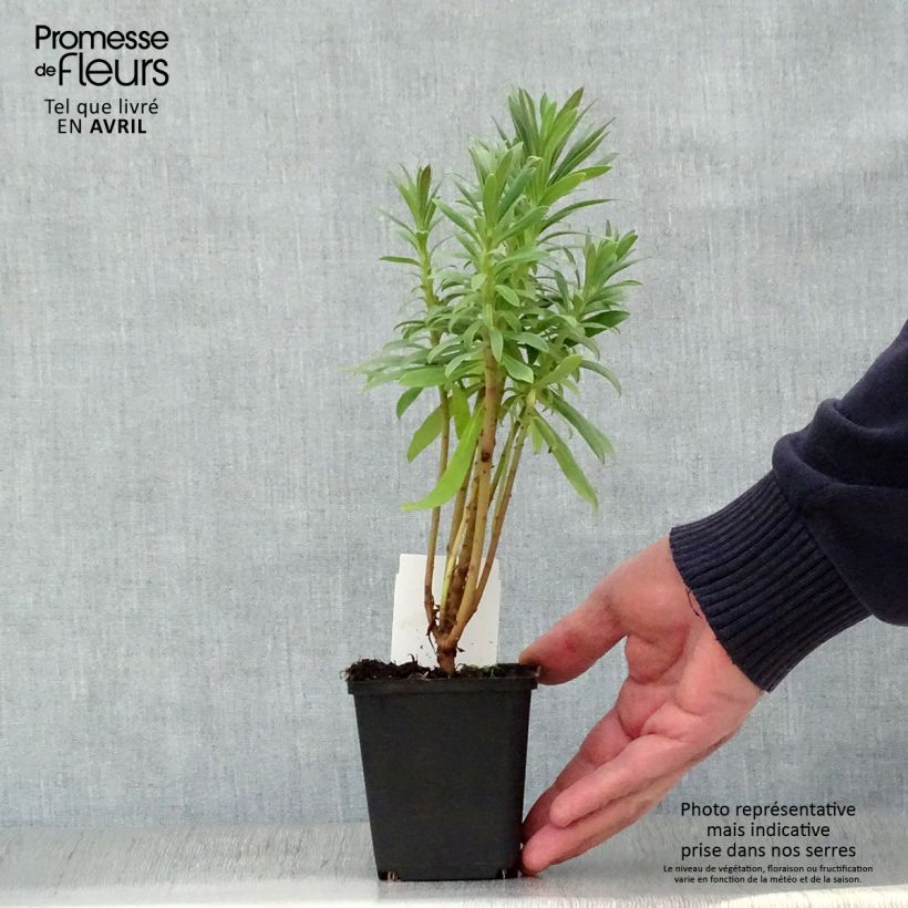 Euforbio mediterráneo ssp. wulfenii - Euphorbia characias Maceta de 8/9 cm Ejemplar entregado en la primavera
