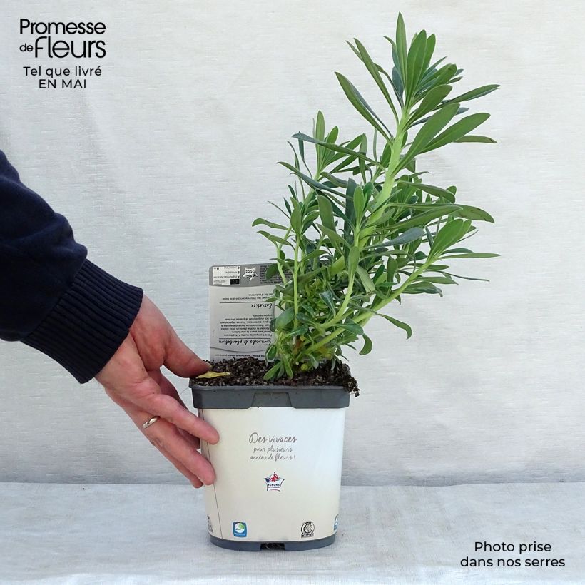 Euforbio mediterráneo ssp. wulfenii - Euphorbia characias Maceta 2L/3L Ejemplar entregado en la primavera