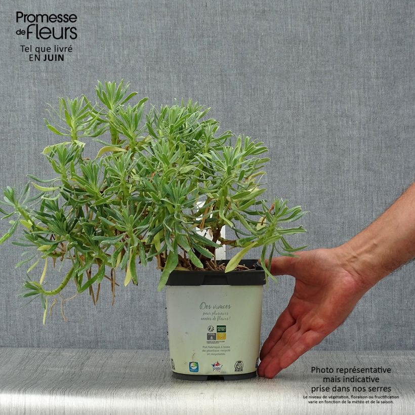 Ejemplar de Euforbio mediterráneo ssp. wulfenii - Euphorbia characias Maceta 2L/3L entregado en verano