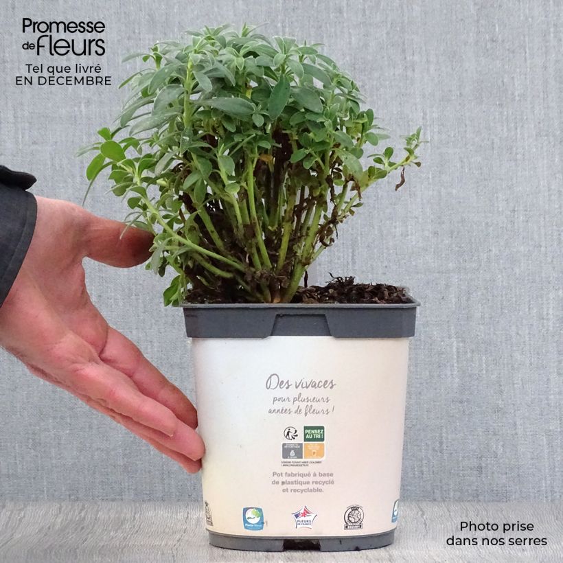 Euforbio mediterráneo ssp. wulfenii - Euphorbia characias Maceta 2L/3L Ejemplar entregado en invierno