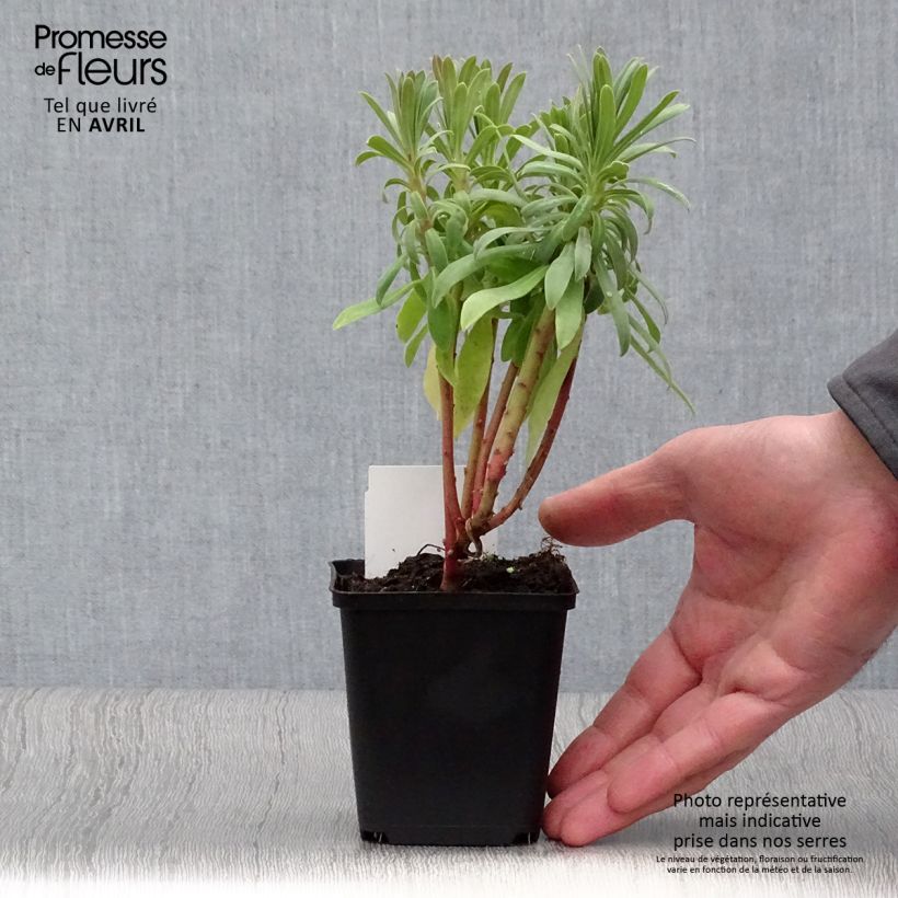 Euforbio mediterráneo ssp. wulfenii - Euphorbia characias Maceta de 8/9 cm Ejemplar entregado en invierno