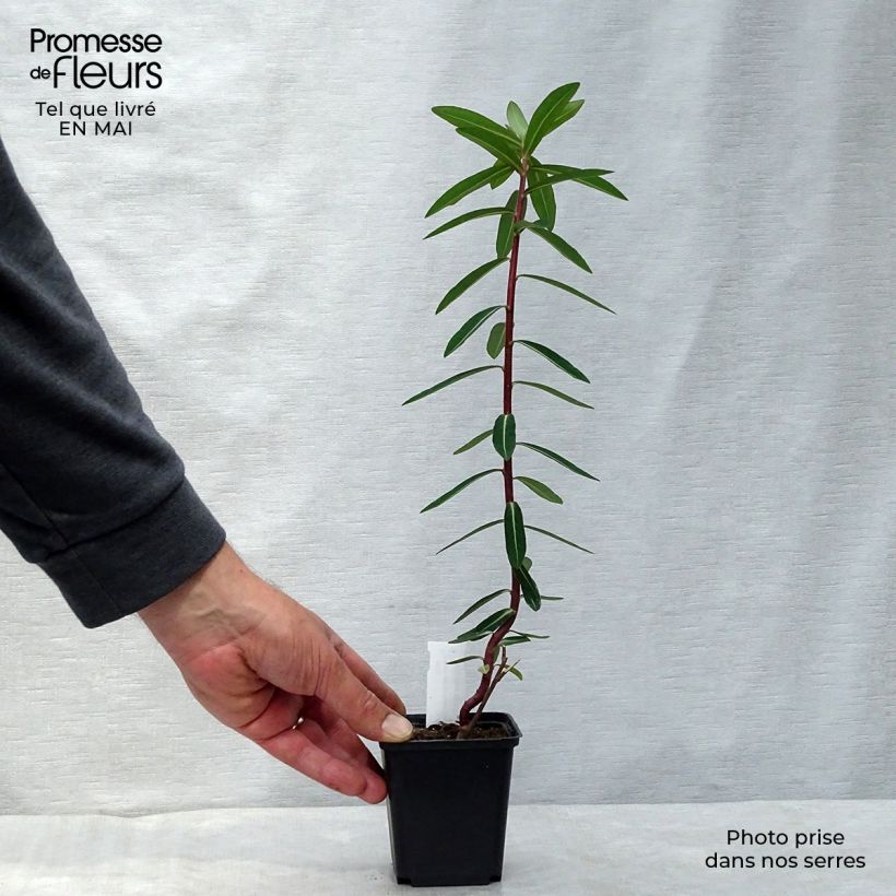 Euphorbia cornigera Goldener Turm - Lechetrezna Maceta de 8/9 cm Ejemplar entregado en la primavera