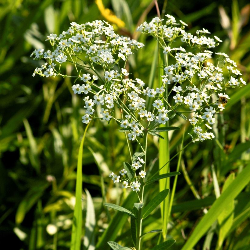 Euphorbia corollata - Lechetrezna (Porte)