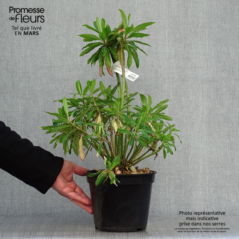 Euphorbia mellifera - Lechetrezna de miel Maceta 2L/3L Ejemplar entregado en la primavera