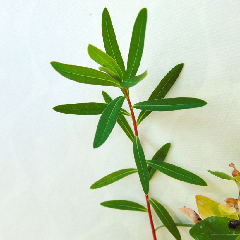 Euphorbia palustris Walenburg's Glory - Lechetrezna de pantano (Follaje)
