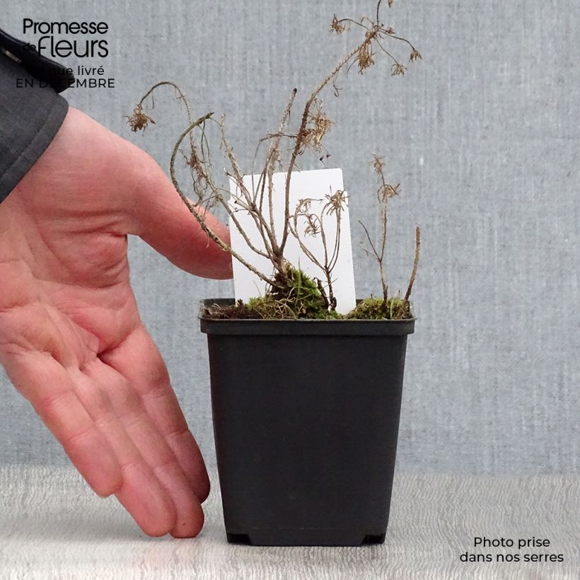 Euphorbia cyparissias Clarice Howard - Euforbia ciprés Maceta de 8/9 cm Ejemplar entregado en invierno