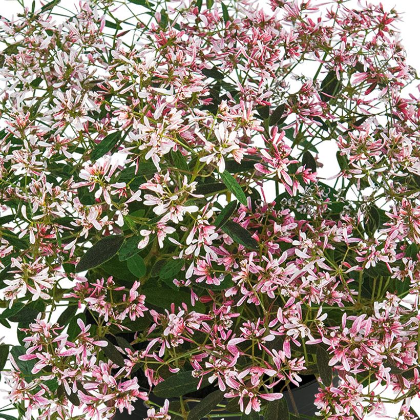 Euphorbia hypericifolia Shades in Pink - Lechetrezna (Floración)