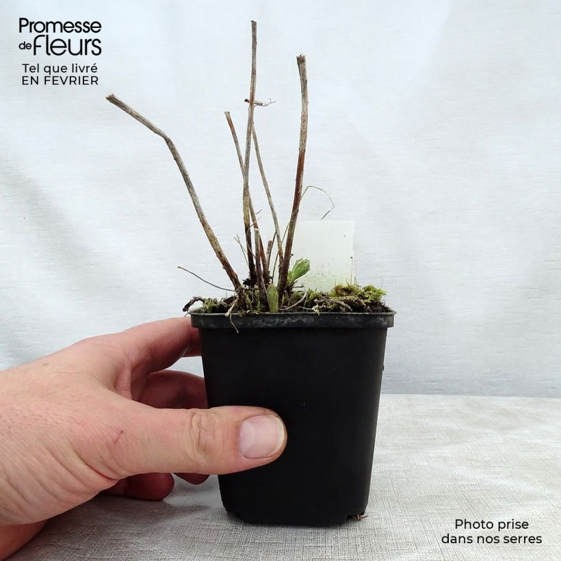 Euphorbia waldsteinii Betten - Lechetrezna Maceta de 8/9 cm Ejemplar entregado en invierno