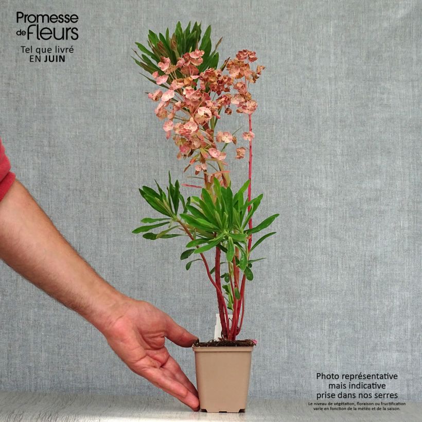 Ejemplar de Euphorbia martinii - Lechetrezna Maceta de 8/9 cm entregado en verano