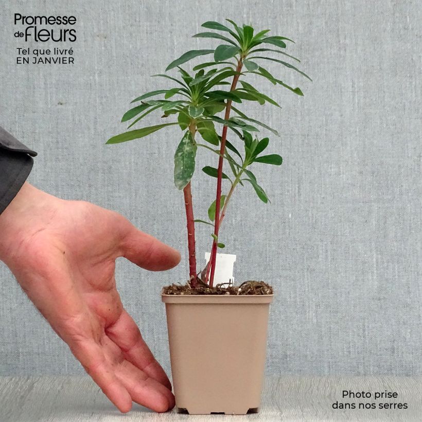 Euphorbia martinii - Lechetrezna Maceta de 8/9 cm Ejemplar entregado en invierno
