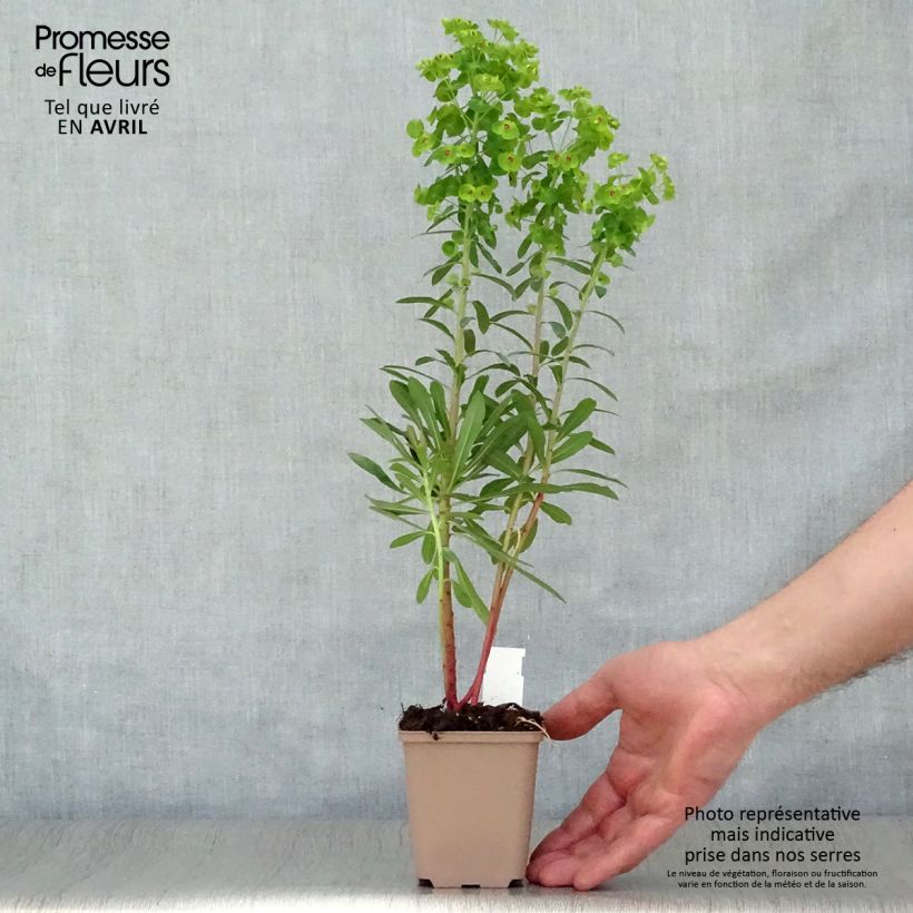 Euphorbia martinii - Lechetrezna Maceta de 8/9 cm Ejemplar entregado en la primavera