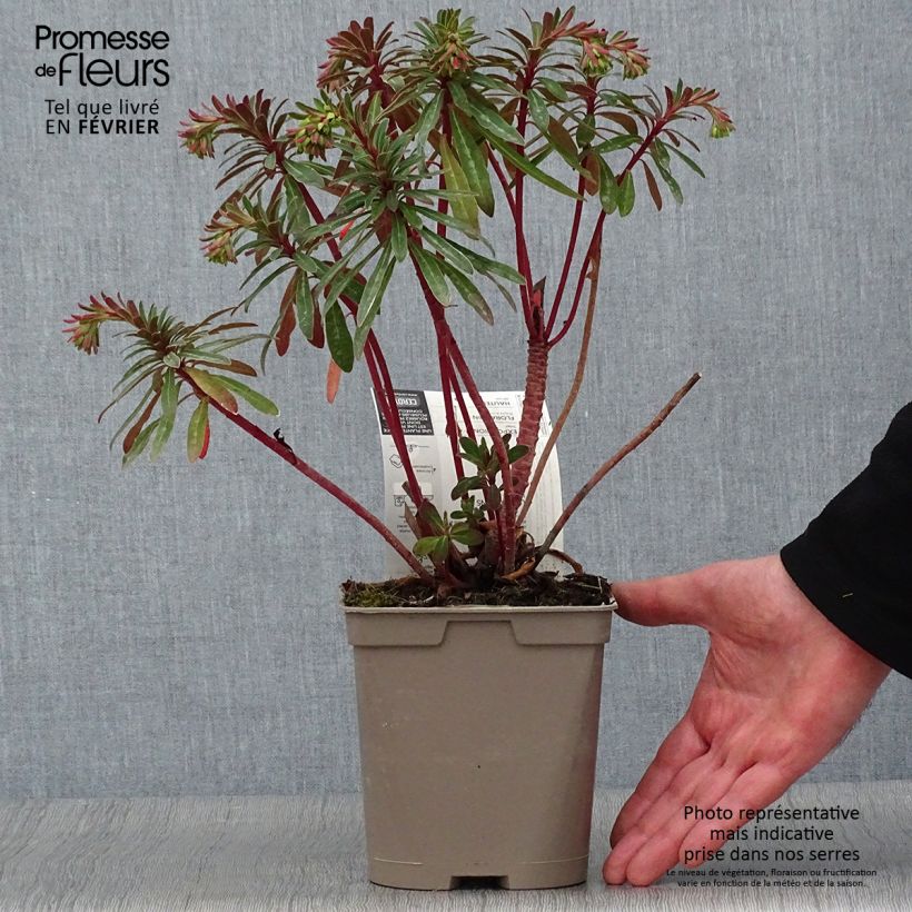 Euphorbia martinii - Lechetrezna Maceta 2L/3L Ejemplar entregado en invierno