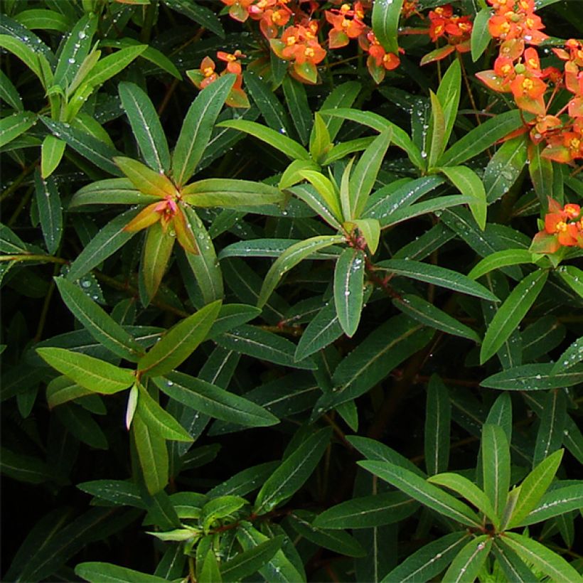 Euphorbia griffithii Dixter - Lechetrezna de Griffith (Follaje)