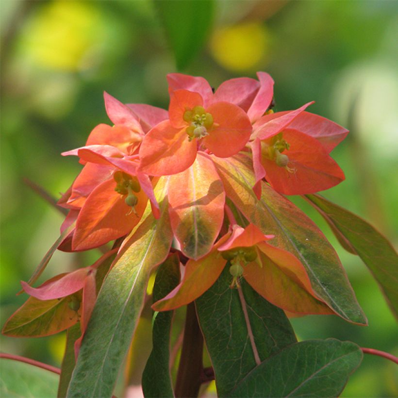 Euphorbia griffithii Dixter - Lechetrezna de Griffith (Floración)
