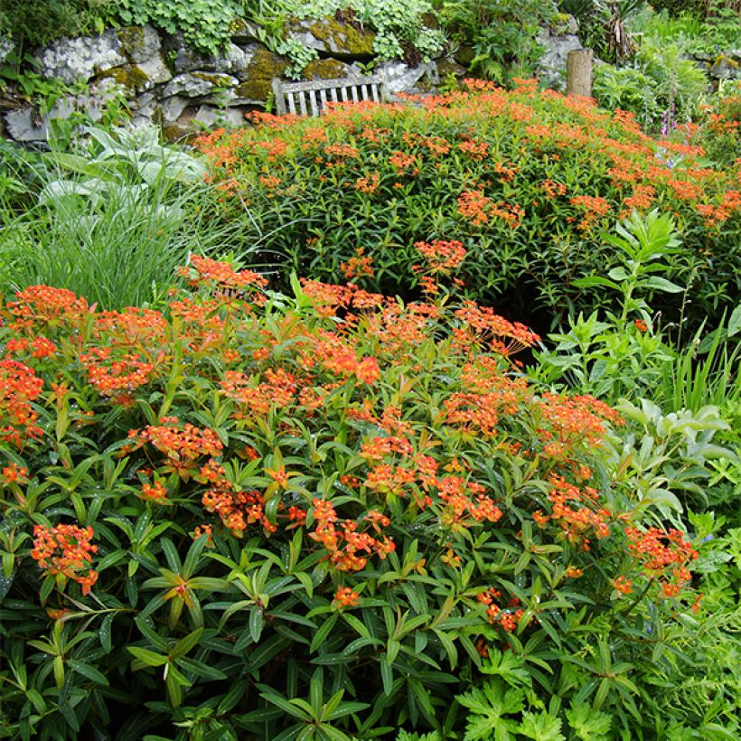 Euphorbia griffithii Dixter - Lechetrezna de Griffith (Porte)