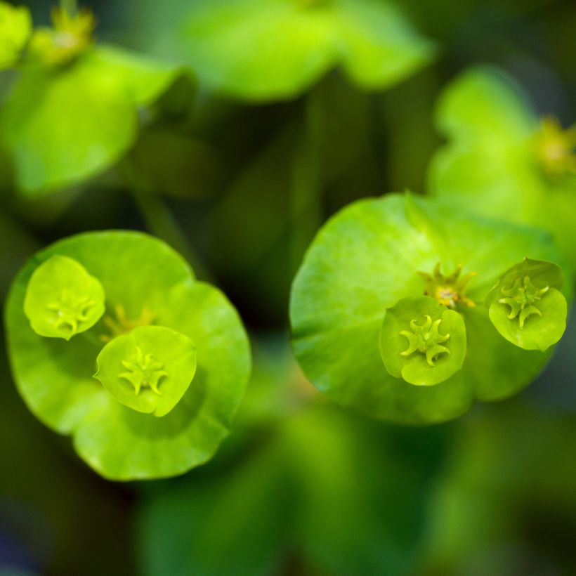 Euforbio - Euphorbia amygdaloïdes var. robbiae (Floración)