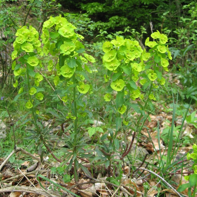 Euforbio - Euphorbia amygdaloïdes var. robbiae (Porte)