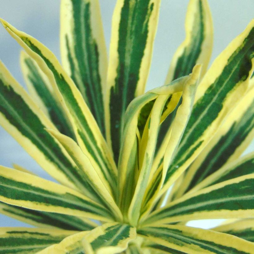 Euforbio mediterráneo Emmer Green - Euphorbia characias (Follaje)