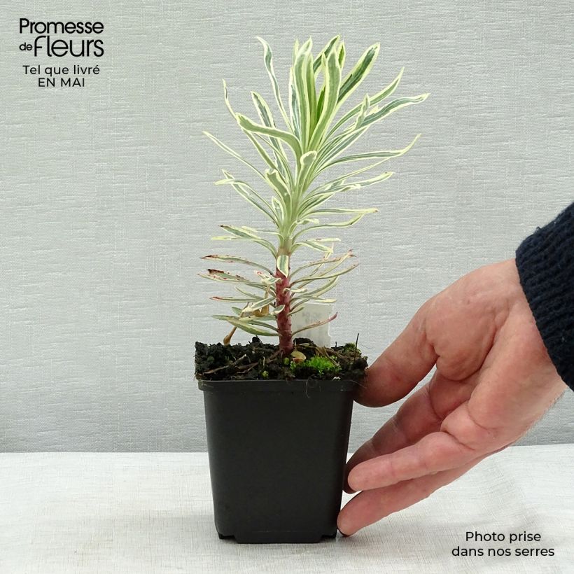 Euforbio mediterráneo Emmer Green - Euphorbia characias Maceta de 8/9 cm Ejemplar entregado en la primavera