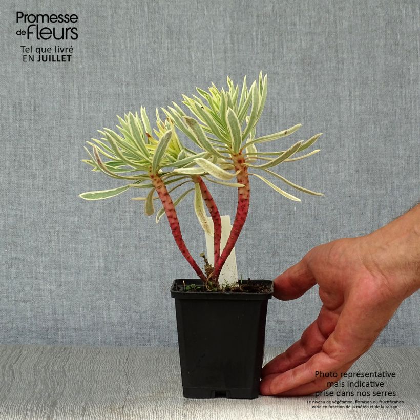 Ejemplar de Euforbio mediterráneo Emmer Green - Euphorbia characias Maceta de 8/9 cm entregado en verano