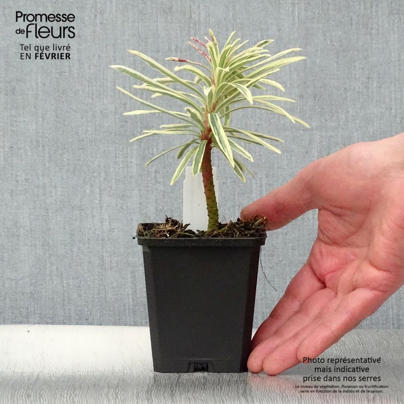 Euforbio mediterráneo Emmer Green - Euphorbia characias Maceta de 8/9 cm Ejemplar entregado en invierno