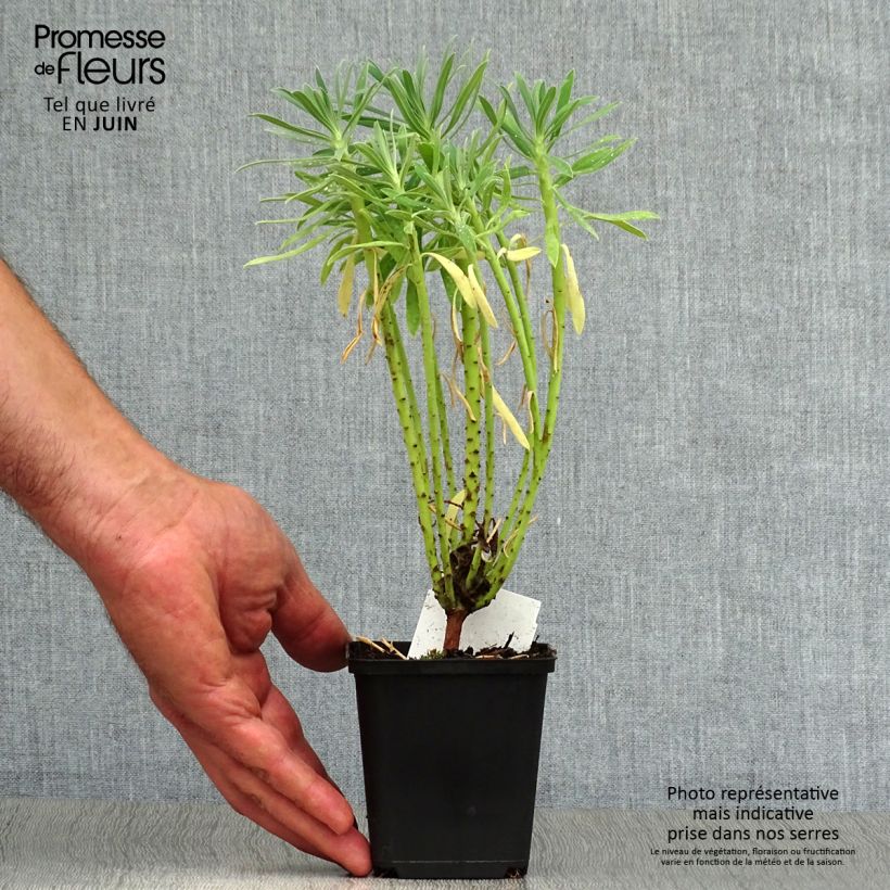 Ejemplar de Euforbio mediterráneo - Euphorbia characias Maceta de 8/9 cm entregado en verano
