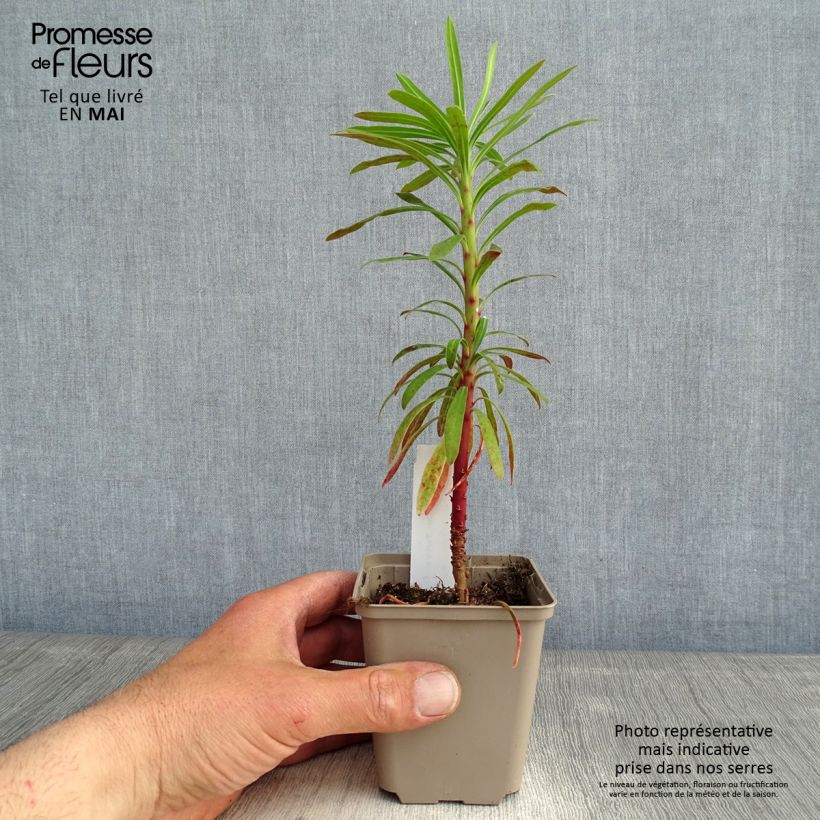 Euforbio mediterráneo Purple and Gold - Euphorbia characias Maceta de 8/9 cm Ejemplar entregado en la primavera