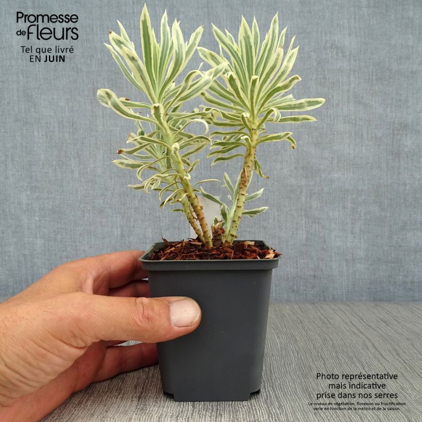 Ejemplar de Euforbio mediterráneo Tasmanian tiger - Euphorbia characias Maceta de 8/9 cm entregado en verano