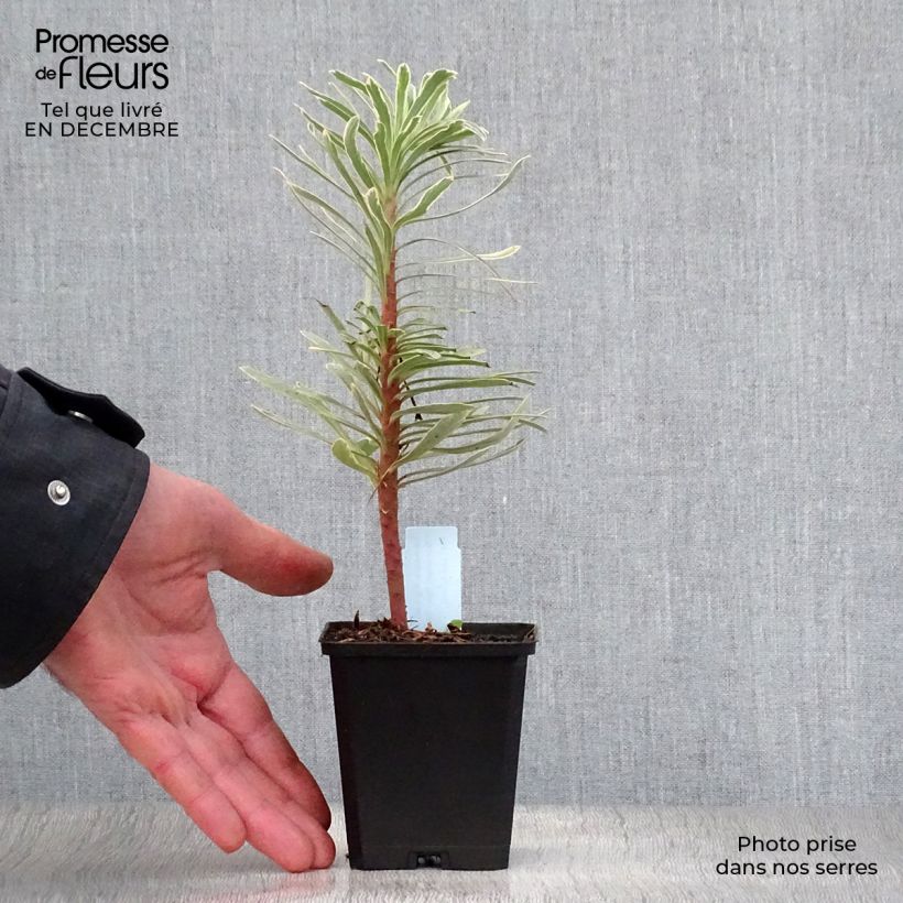 Euforbio mediterráneo Tasmanian tiger - Euphorbia characias Maceta de 8/9 cm Ejemplar entregado en invierno