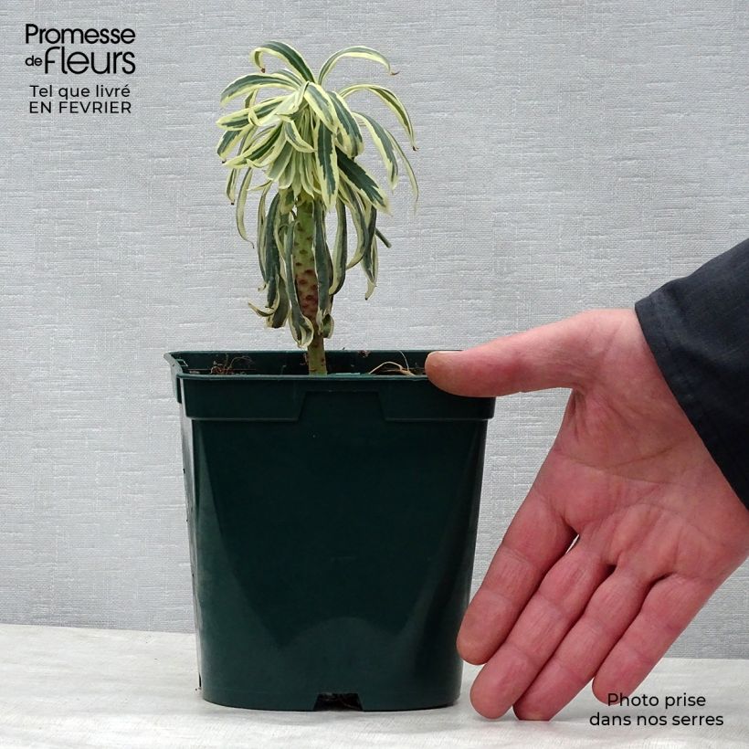 Euforbio mediterráneo Tasmanian tiger - Euphorbia characias Maceta 1,5L/2L Ejemplar entregado en invierno
