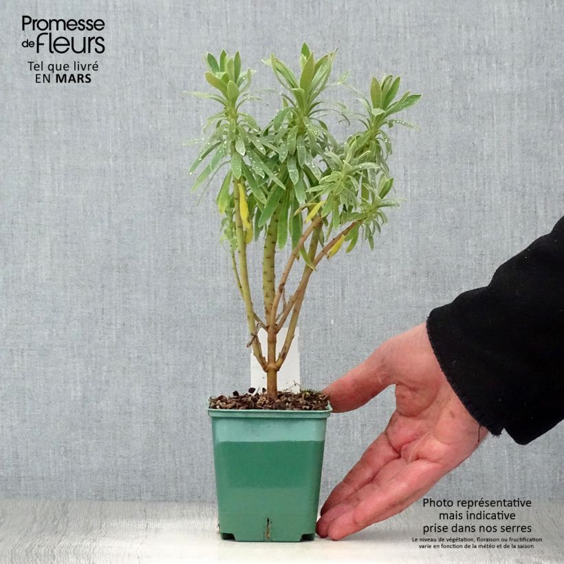 Euforbio mediterráneo subsp. characias - Euphorbia characias Maceta de 8/9 cm Ejemplar entregado en la primavera