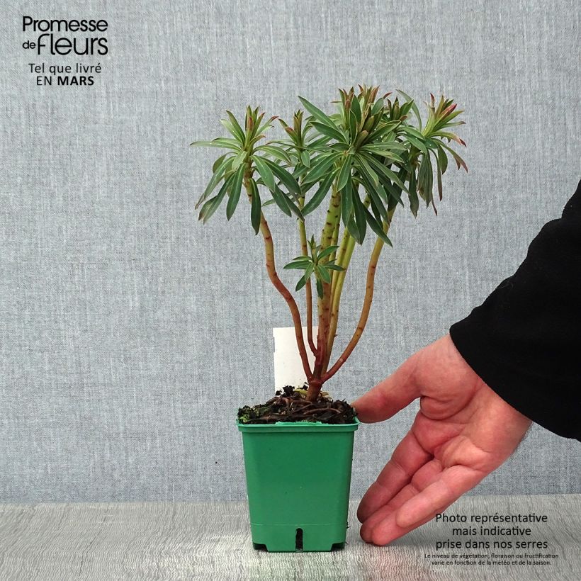 Euforbio mediterráneo subsp. characias - Euphorbia characias Maceta de 8/9 cm Ejemplar entregado en invierno