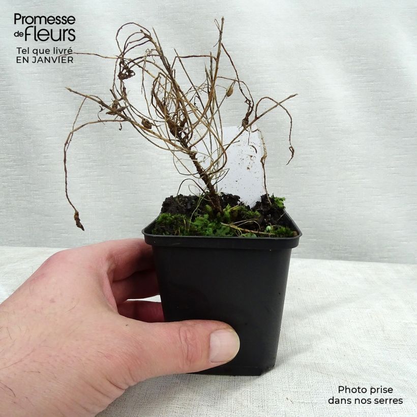 Euphorbia cyparissias Fens Ruby - Euforbia ciprés Maceta de 8/9 cm Ejemplar entregado en invierno