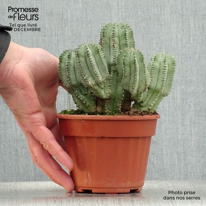 Euphorbia fruticosa Inermis - Lechetrezna Maceta de 12 cm / 13 cm Ejemplar entregado en invierno