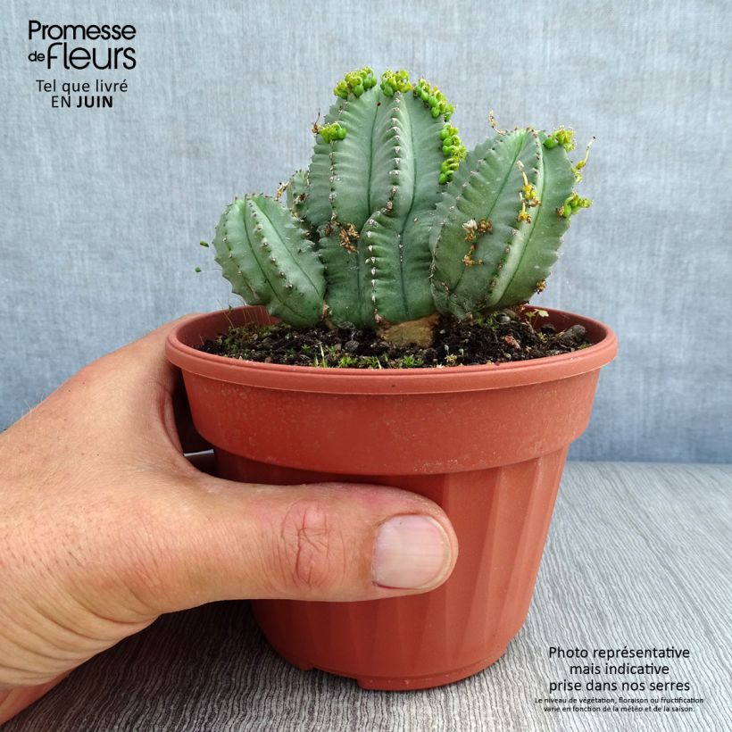 Ejemplar de Euphorbia fruticosa Inermis - Lechetrezna Maceta de 12 cm / 13 cm entregado en verano