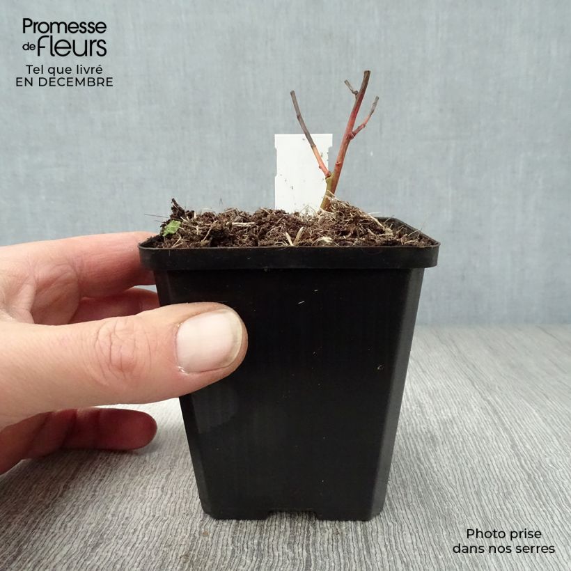 Euphorbia griffithii Fireglow - Lechetrezna de Griffith Maceta de 8/9 cm Ejemplar entregado en invierno