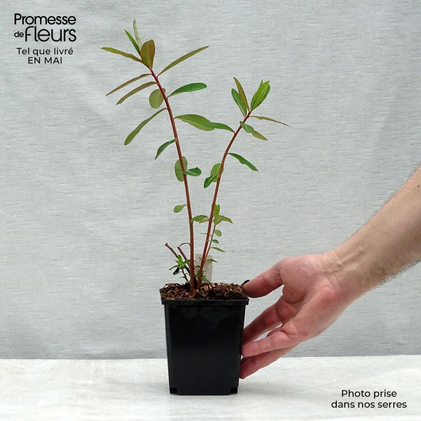 Euphorbia griffithii Fireglow - Lechetrezna de Griffith Maceta de 8/9 cm Ejemplar entregado en la primavera