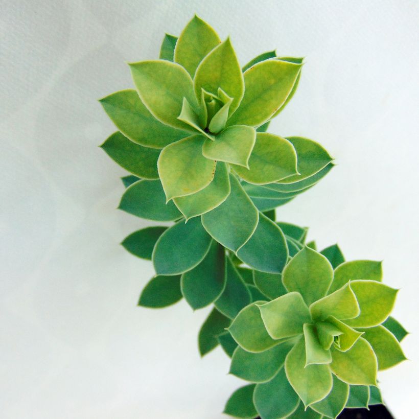 Euphorbia myrsinites - Euforbia de hoja de mirto (Follaje)