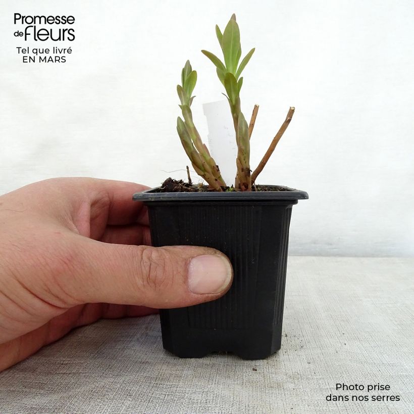 Euphorbia palustris - Lechetrezna de pantano Maceta de 8/9 cm Ejemplar entregado en la primavera