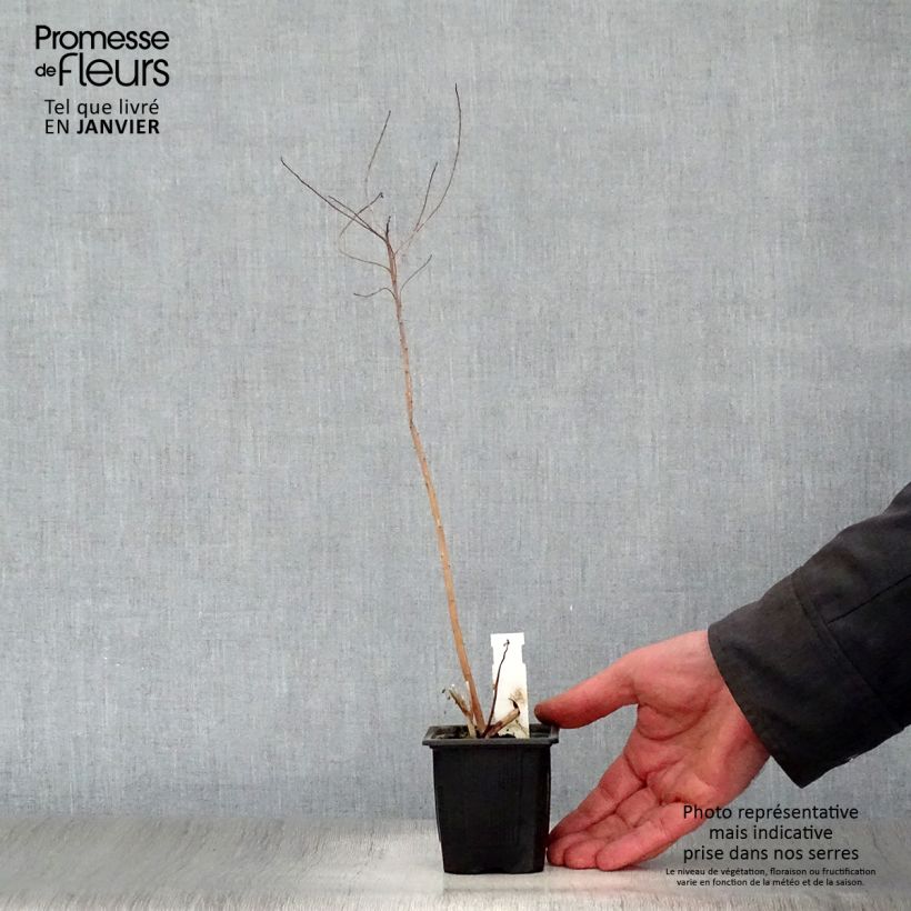 Euphorbia palustris - Lechetrezna de pantano Maceta de 8/9 cm Ejemplar entregado en invierno