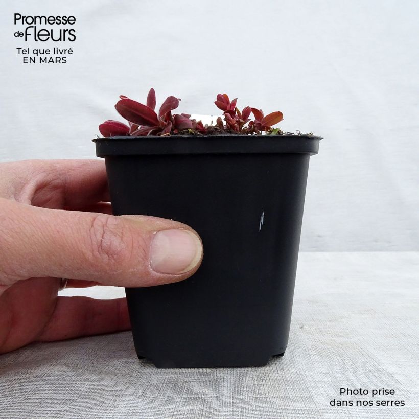 Euphorbia polychroma Bonfire - Lechetrezna Maceta de 8/9 cm Ejemplar entregado en la primavera