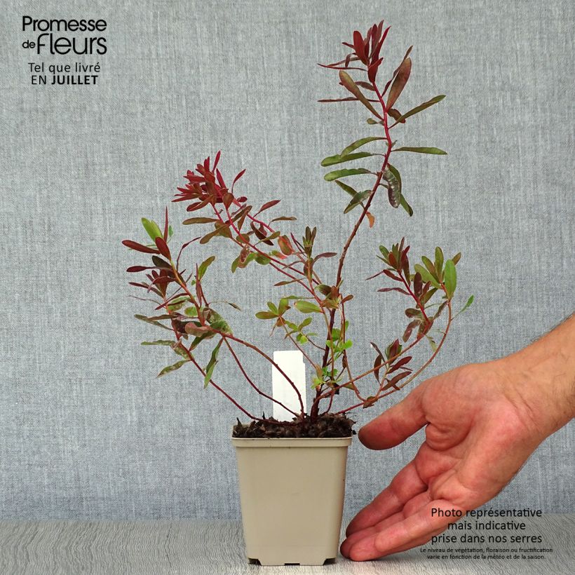 Ejemplar de Euphorbia polychroma Bonfire - Lechetrezna Maceta de 8/9 cm entregado en verano